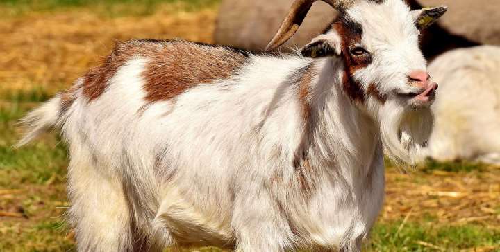 Goat anti-MUTYH Antibody | Technique alternative | 01012548332