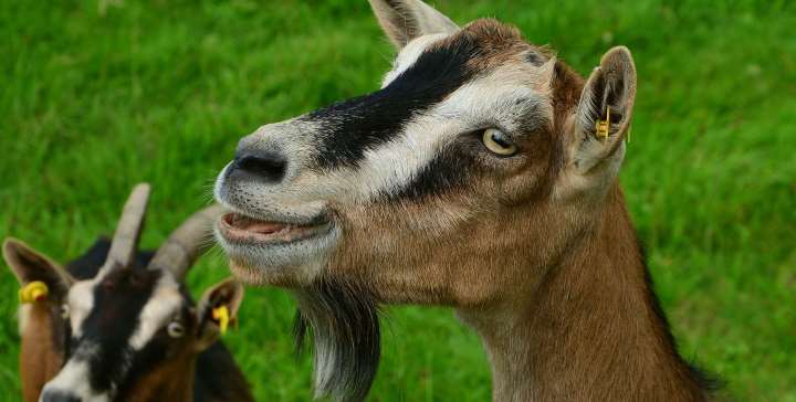anti- Ceruloplasmin : Goat Unconjugated A.P. | Technique alternative | 01011987404