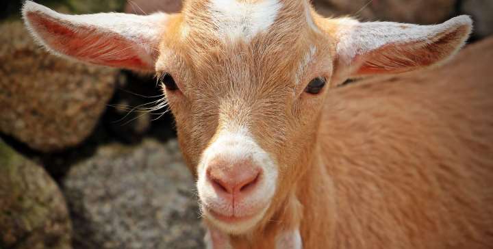 Goat A' Parainfluenza 2&3 Antibody | Technique alternative | 01012525089
