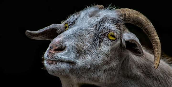 Goat anti C. trachomatis MOMP Antibody | Technique alternative | 01012525108