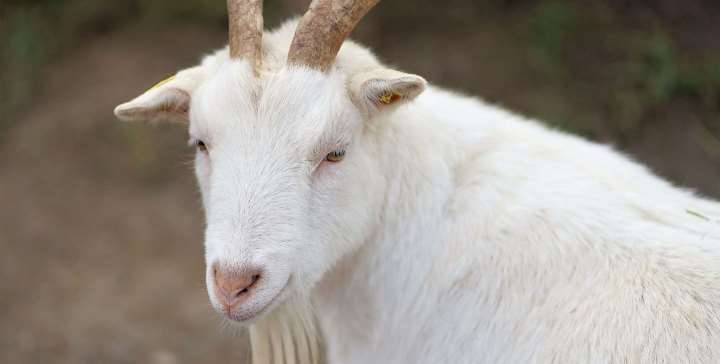 Goat anti C. trachomatis EB | Technique alternative | 01025326830