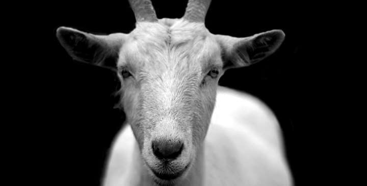 Goat anti IgA antibody | Technique alternative | 01012566839